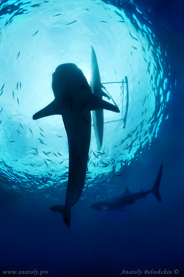 Shark, Underwater wide angle, Anatoly Beloshchin, Белощин