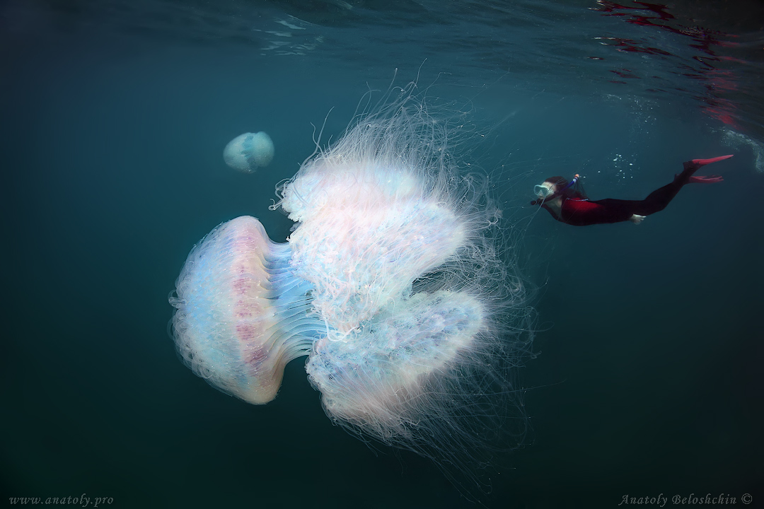 Underwater wide angle, Anatoly Beloshchin, Белощин