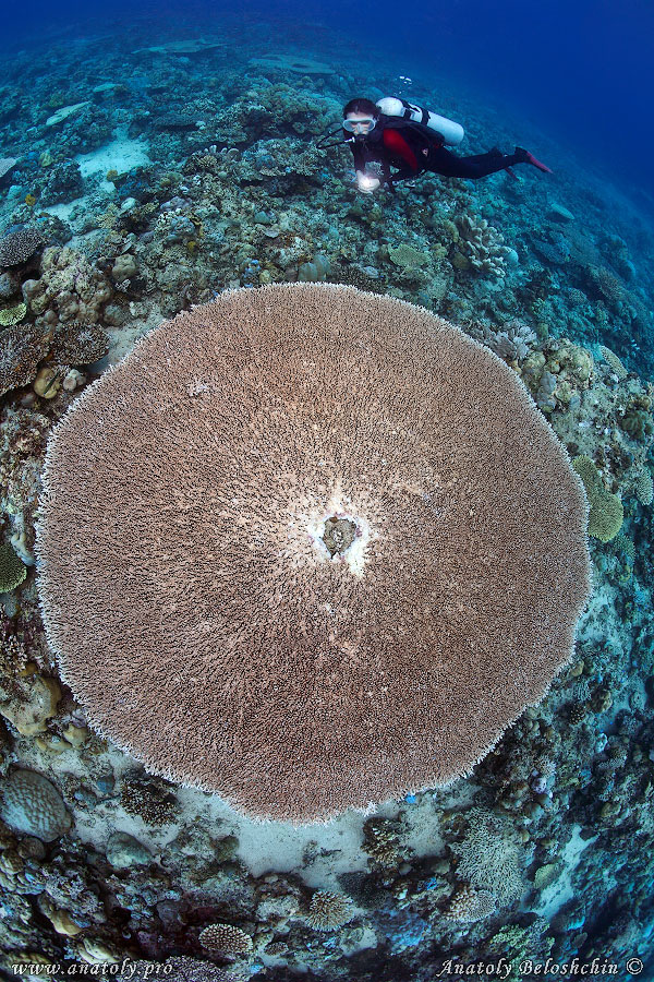 Underwater wide angle, Anatoly Beloshchin, Белощин