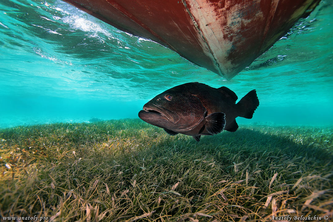 Underwater wide angle, Anatoly Beloshchin, Белощин