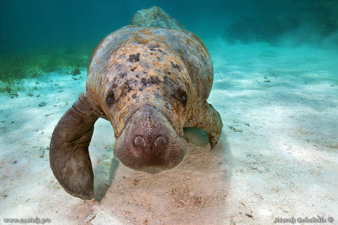 Manatee, Belize, Underwater wide angle, Anatoly Beloshchin, Белощин
