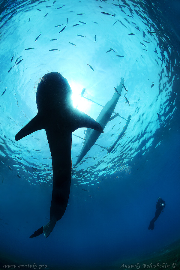 Shark, Underwater wide angle, Anatoly Beloshchin, Белощин