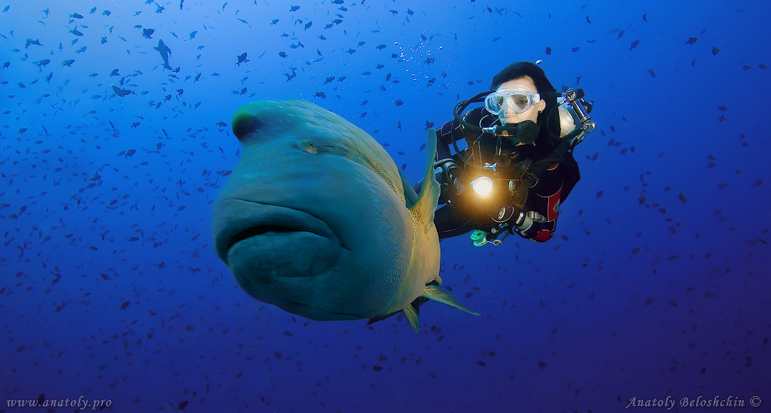Napoleon, Underwater wide angle, Anatoly Beloshchin, Белощин