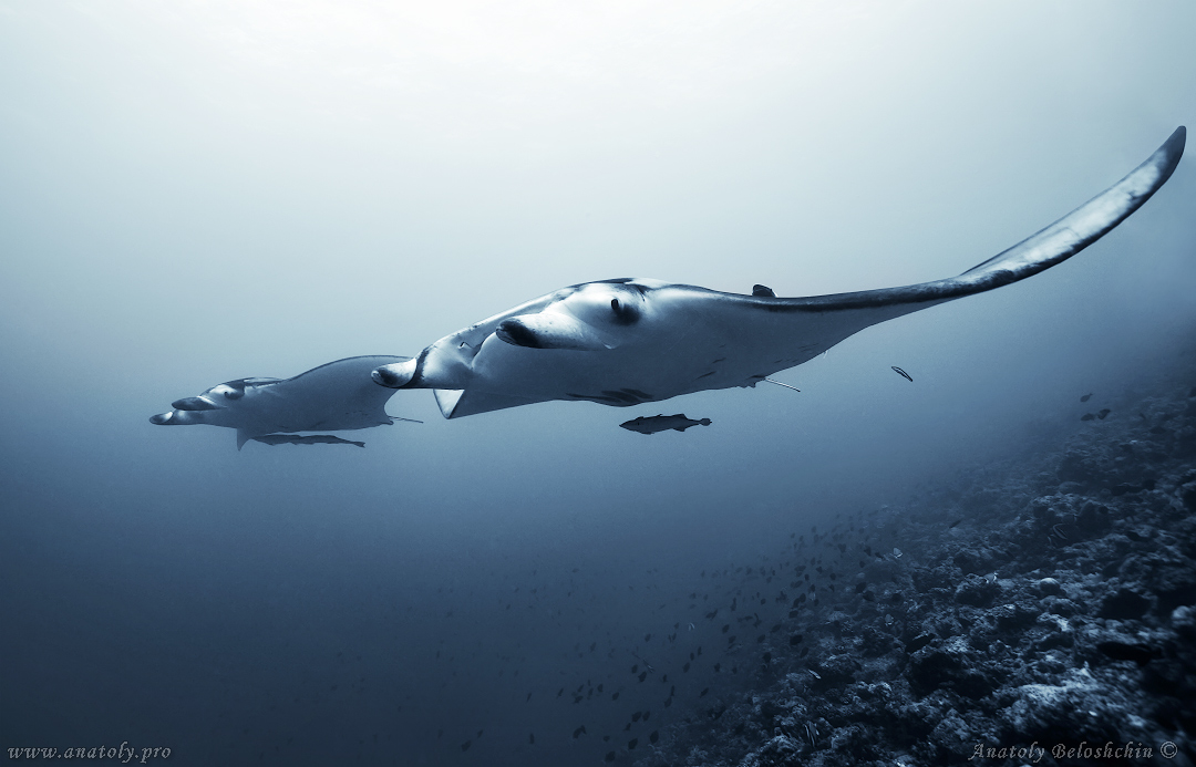 Manta, Maldives, Underwater wide angle, Anatoly Beloshchin, Белощин