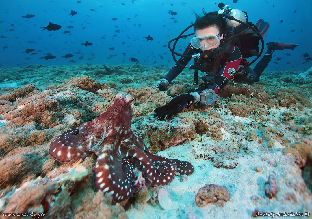 Octopus, Maldives,  Anatoly Beloshchin, Белощин