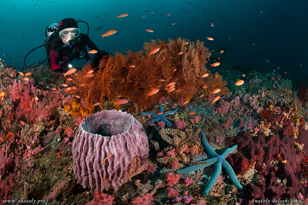 Philippines, Beloshchin, Белощин