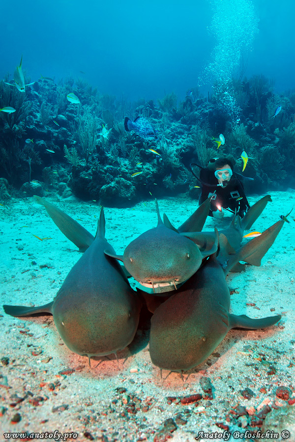 Shark, Belize, Beloshchin, Белощин