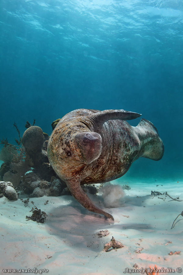 Manatee, Belize, Beloshchin, Белощин