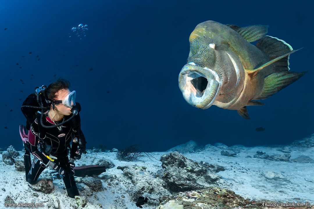 Napoleon fish, Maldives, Indian Ocean, Anatoly Beloshchin
