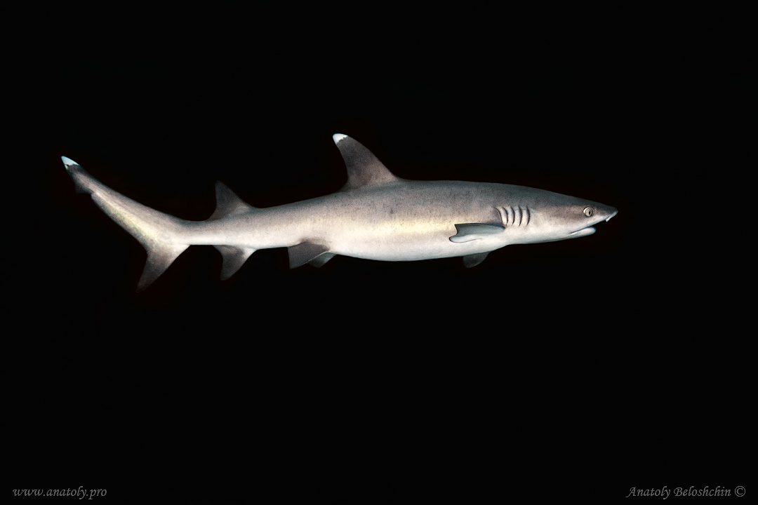 Reef shark, Maldives, Indian Ocean, Anatoly Beloshchin