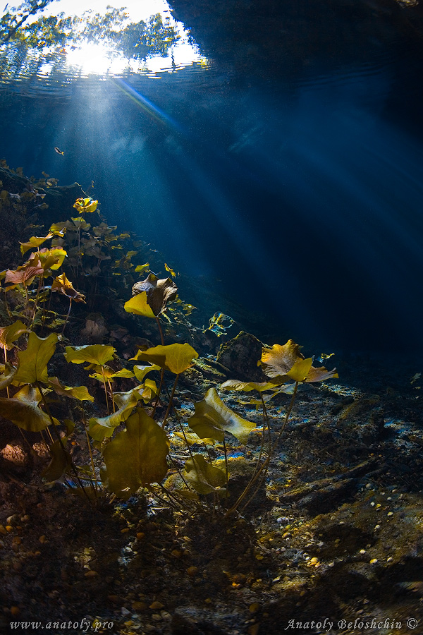 Grande Cenote, Cave, Mexico, Anatoly Beloshchin, Анатолий Белощин 