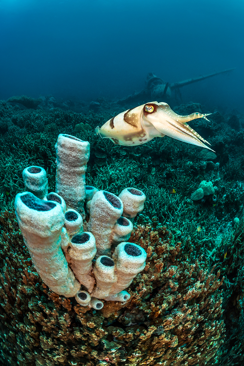 Palau, Anatoly Beloshchin, Палау, Анатолий Белощин, wreck, aircraft