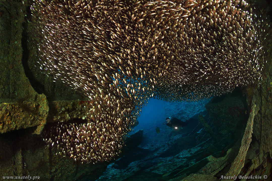 Red sea, wreck, Anatoly Beloshchin, Белощин