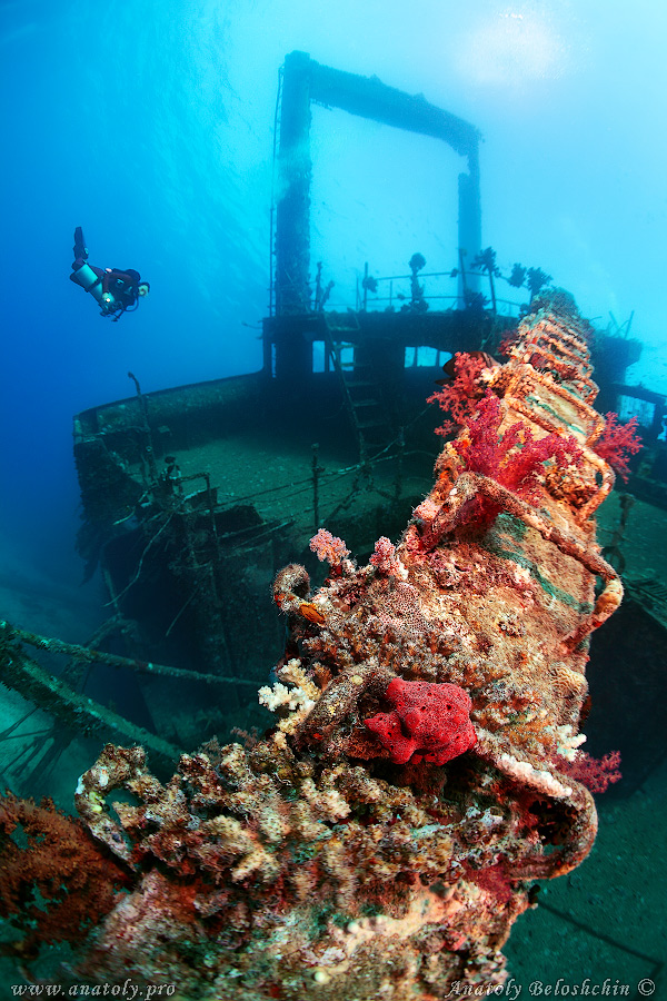 Giannis D, Red Sea, Anatoly Beloshchin, Белощин