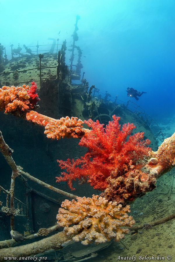 Giannis D, Red sea, wreck, Anatoly Beloshchin, Белощин 